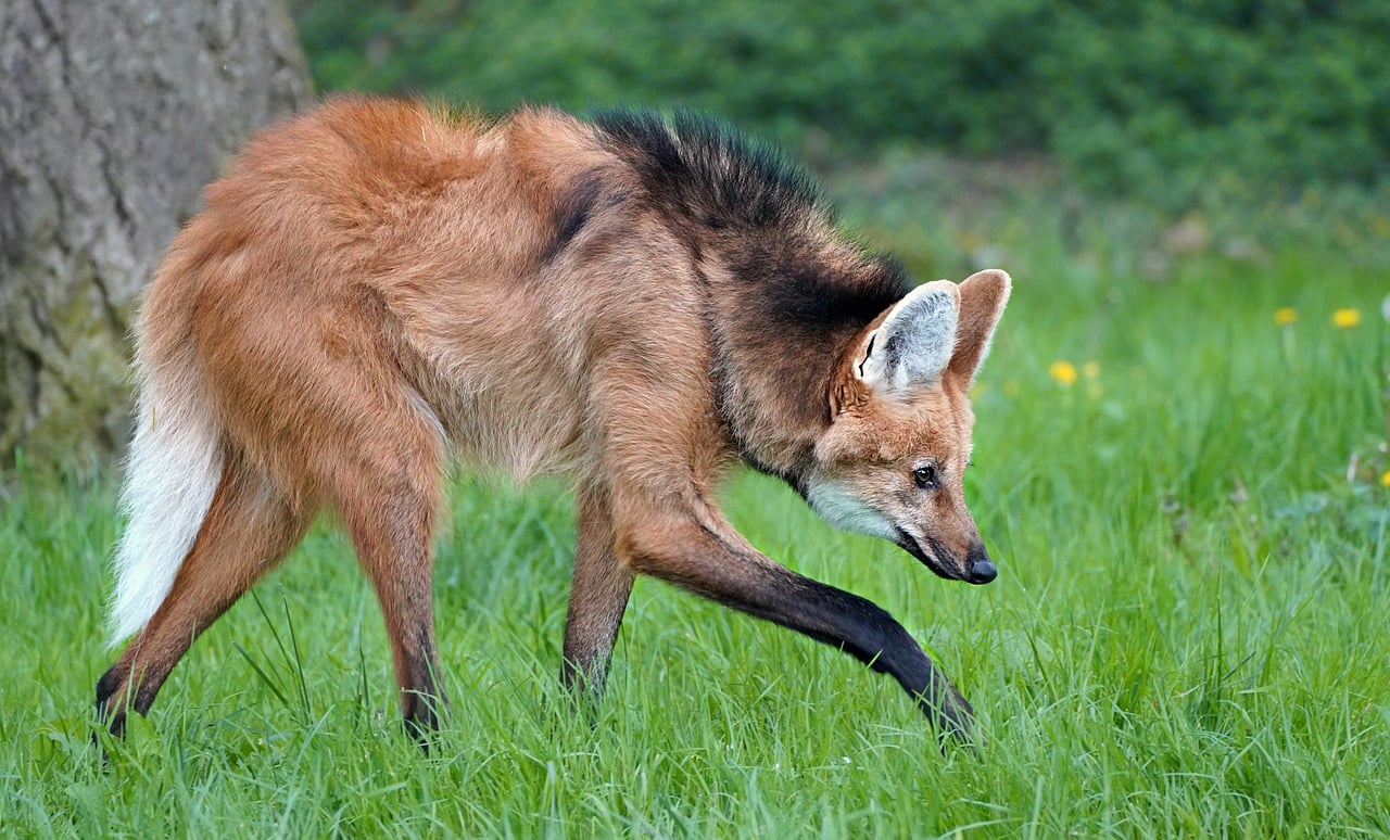 wolf, mane, mac wallpaper, free background, maned wolf, nature wallpaper, approach, beautiful wallpaper, beautiful nature, free wallpaper, nature background, ears, animal, fauna, hd wallpaper, mammal, canine, predator, wildcat, nature, 4k wallpaper, wallpaper, cool backgrounds, desktop backgrounds, desktop picture, full hd wallpaper, laptop wallpaper, wallpaper hd, wallpaper 4k, hintergrundsbild, 4k wallpaper 1920x1080, windows wallpaper, yk