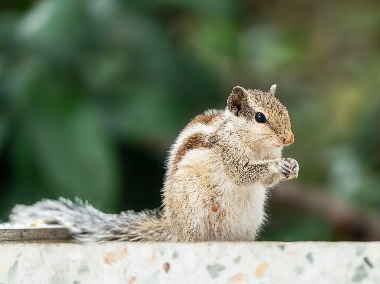 wiewiórka, zwierzę, gryzoń, natura, dzikiej przyrody, ssak, fauna, las, uroczy, ogród, uprzejmy, pustynia, gatunek, dziki, possierlich, kreatura