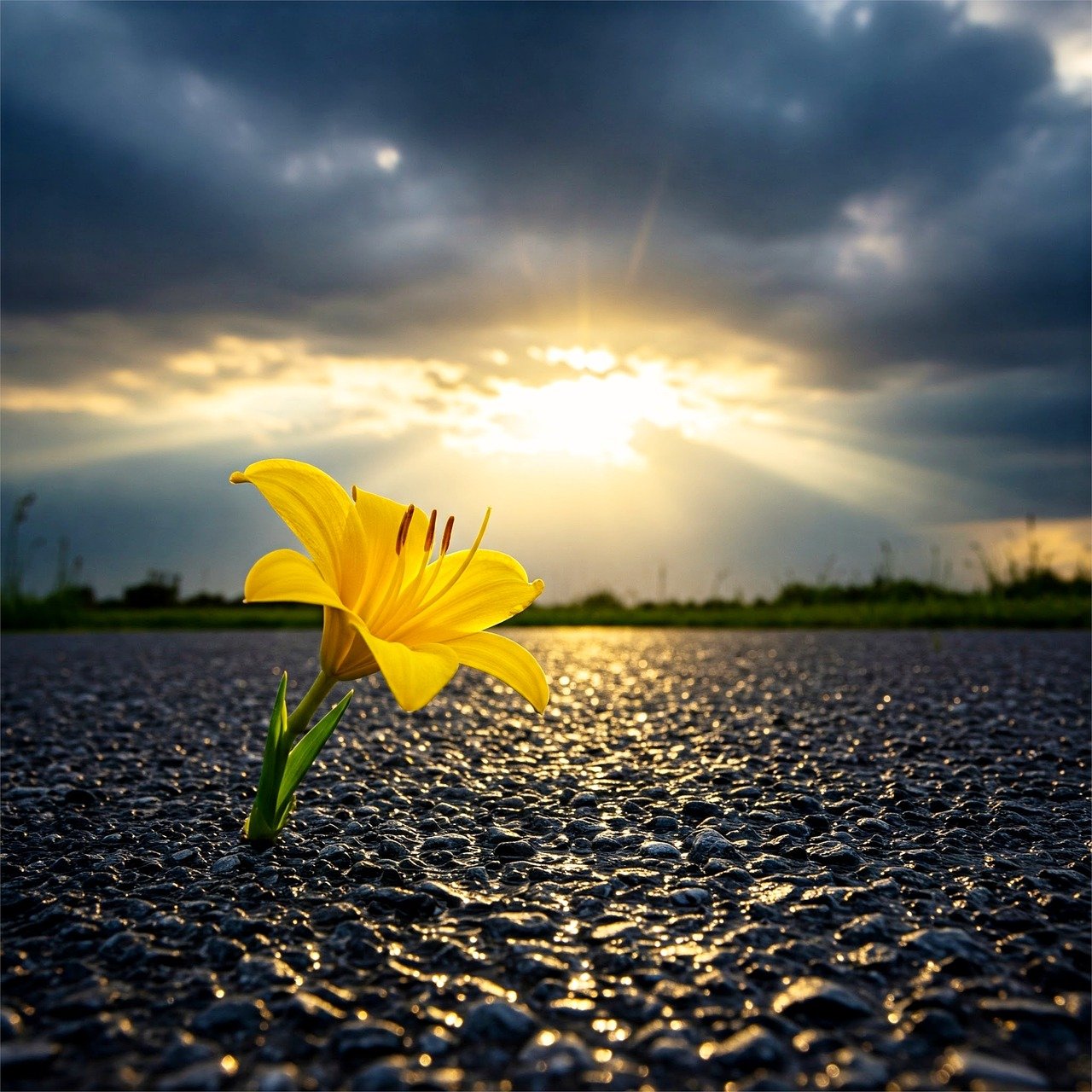 lilie, natur, surreal, hoffnung, licht, hoffen, frieden, träume, blume, melancholie, ai erzeugt