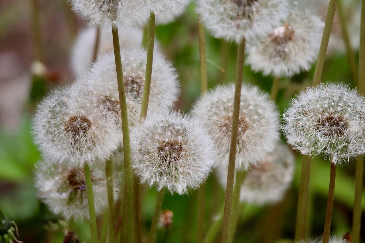common dandelion, dandelion, taraxacum, fruit stands, fruit ripening, paraglider, flying seeds, meadow plant, nature