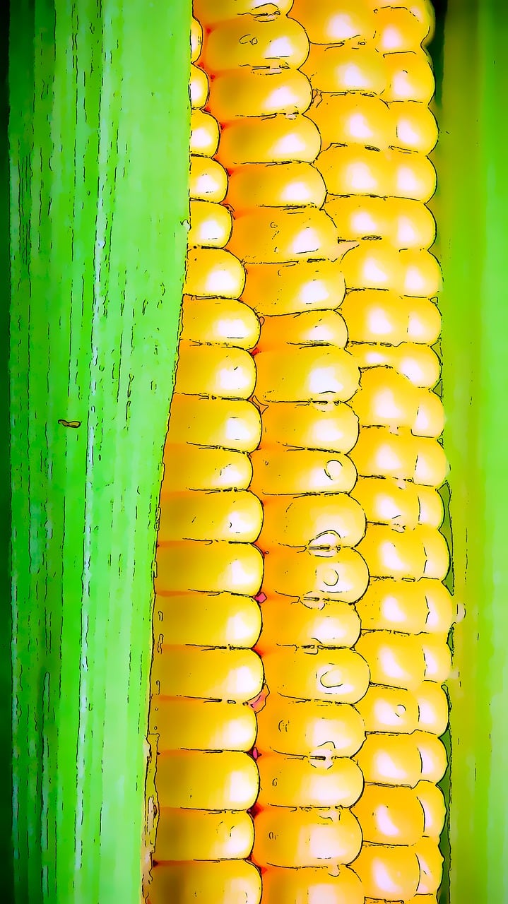 kukuřice, zelenina, sklizeň, jídlo, příroda, zemědělství, žlutá, výživa, zdravý, palic, čerstvý, vyrobit, organické, zralý, kreslená pohádka, bonbón, výkres, šťavnatý, chutný, léto