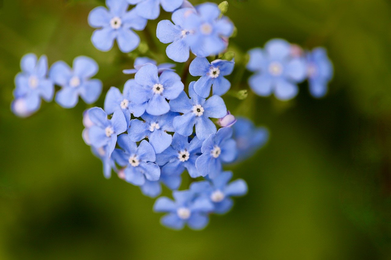 älä unohda minua, sinisiä kukkia, kukinto, terälehtiä, kauniita kukkia, terävä kukka, wildflower, tehdas, luonto
