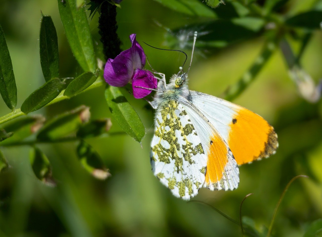 orange tip, butterfly, nature, insect, fauna, lepidoptera, pollinator, pattern