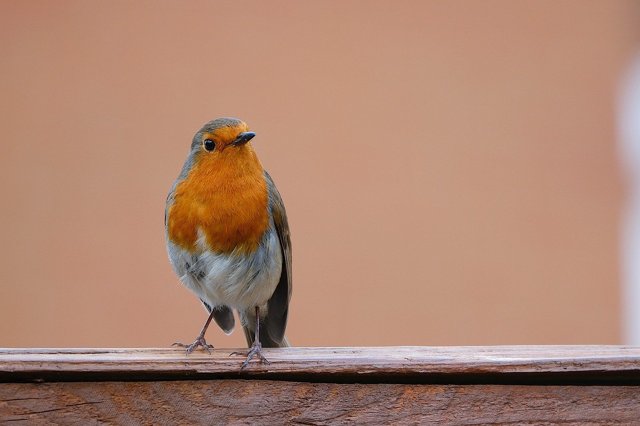 robin, rotbrust, vogel, natur, 4k-hintergrundbild, kostenlose tapete, coole hintergründe, schöne tapete, laptop-hintergrundbild, hintergrund, full-hd-hintergrundbild, tierwelt, singvogel, kostenloser hintergrund, hintergrundbild 4k, orange, desktop-hintergründe, hd-hintergrund, windows wallpaper, mac-hintergrundbild, erithacus rubecula, 4k-hintergrundbild 1920x1080, vogelbeobachtung, hintergrundbild in hd, tier