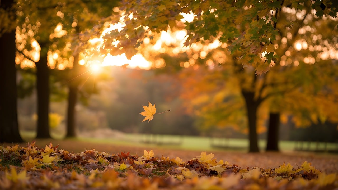 ai generiert, bäume, herbst, blätter, natur, sonnenlicht, jahreszeit, bunt, laub, draussen, ruhe, landschaft, hell, friedlich, umgebung, park, heiter, schönheit, wälder, hintergrund