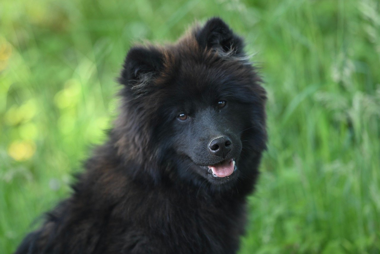 eurasier blauw, puppy, dier, natuur, schattig, hoektand, portret, hondje