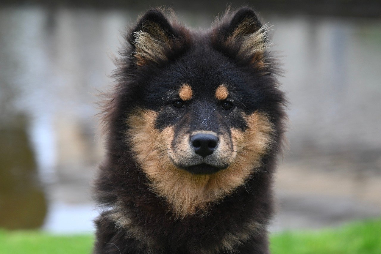 hond, eurasier hond, dier, hoektand, natuur, eurasier, zoogdier, portret, schattig, eurasier zwart en bruine vacht, eurasier valley teefje