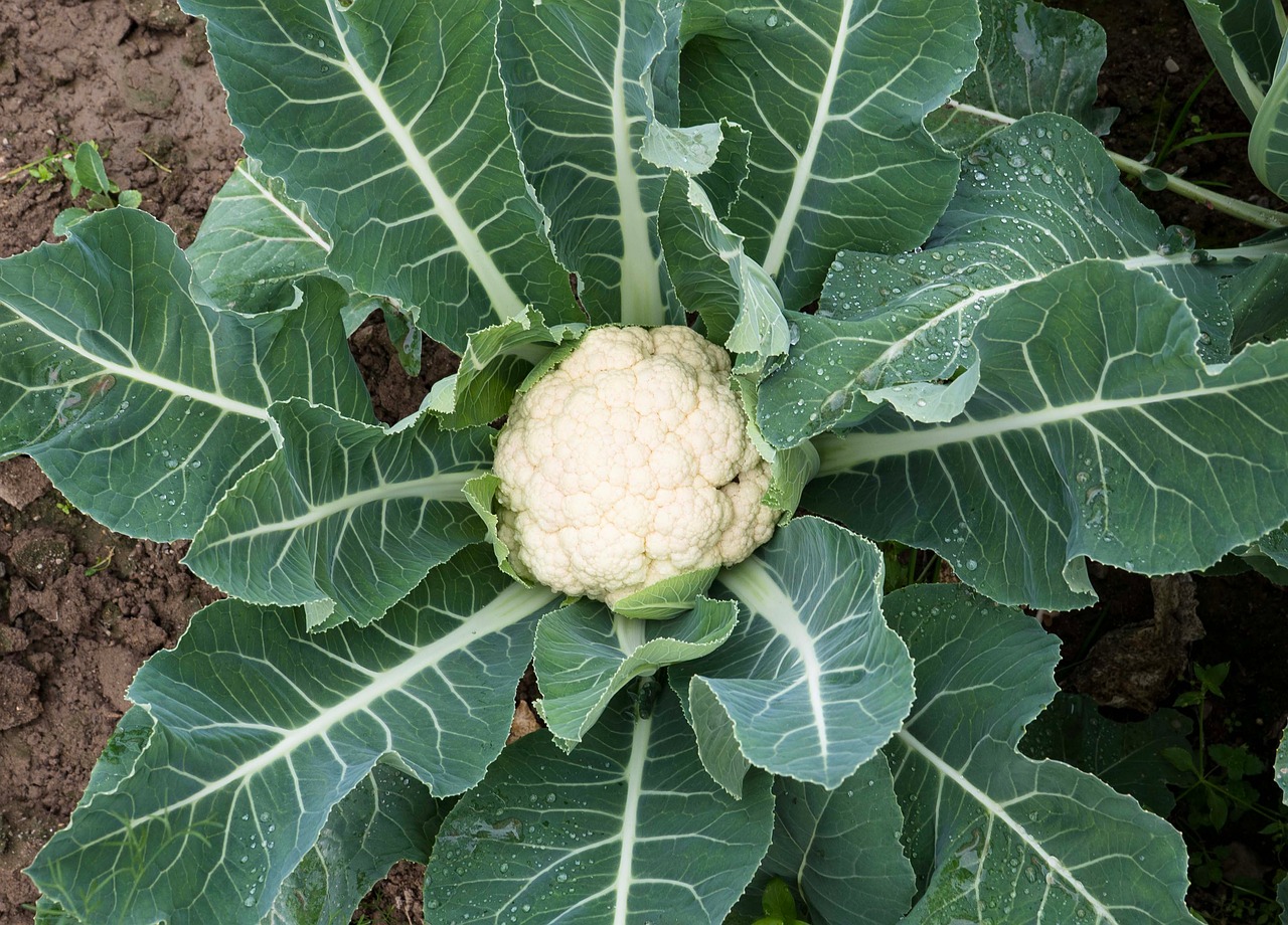 blomkål, grøntsag, mad, broccoli, natur, sund og rask, ernæring, majroer, grøn, frisk, vitamin, blade, plante