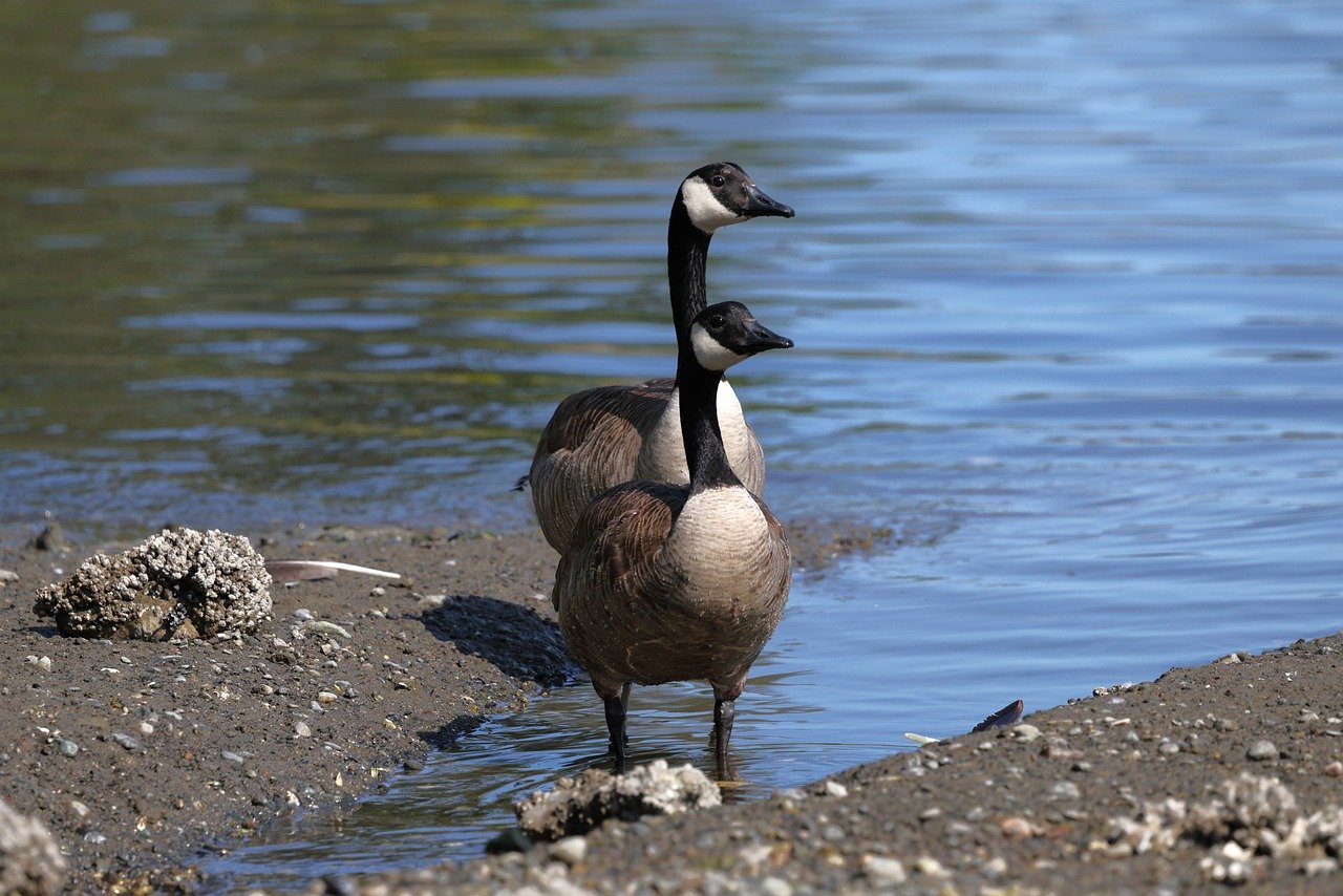 kanadyjskie gęsi, puget sound, natura, woda, morze, dzikiej przyrody, waszyngton, ptasia