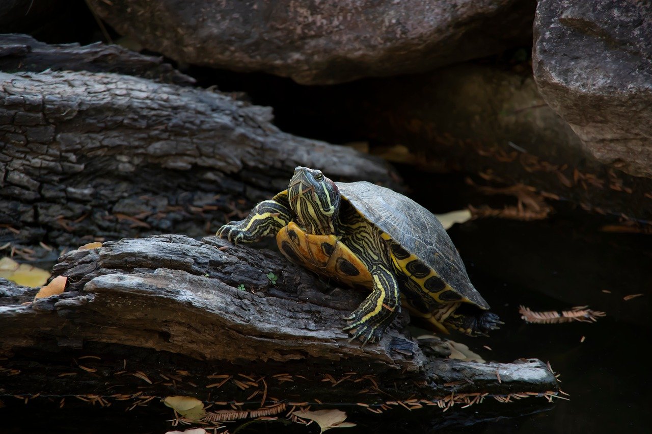 schildpad, dieren in het wild, dier, buitenshuis, natuur