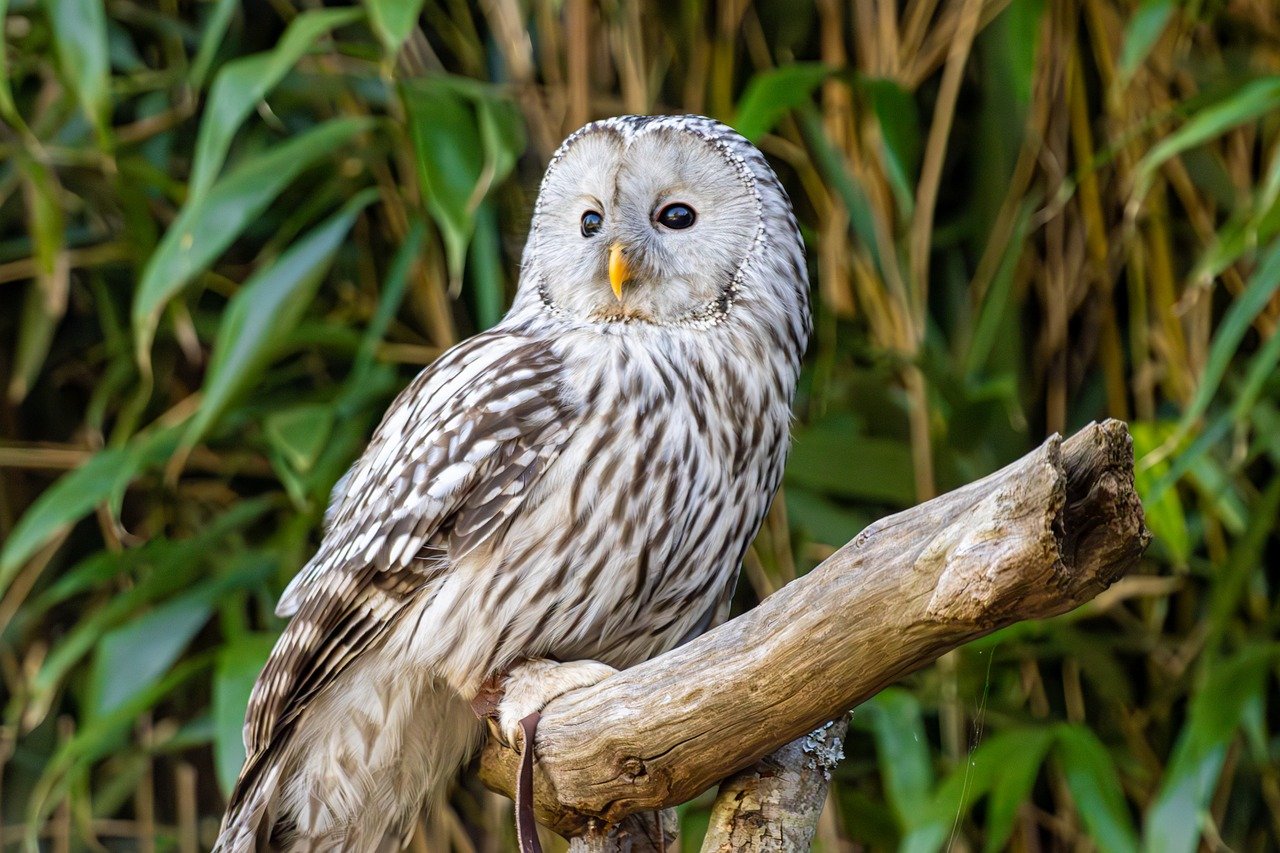 biała sowa, sowa, ptak drapieżny, sowa siedząca, ptak leśny, natura, dzikiej przyrody, nocnych ptaków, drapieżnik, pióra, fotografia ptaków, lesisty teren, tajemniczy ptak, majestatyczna sowa, oddział, spokojne zwierzę, portret zwierzę, dziki ptak, scena leśna, oczy sowy, miłośnik przyrody, mądrość, elegancki ptak, miękkie światło