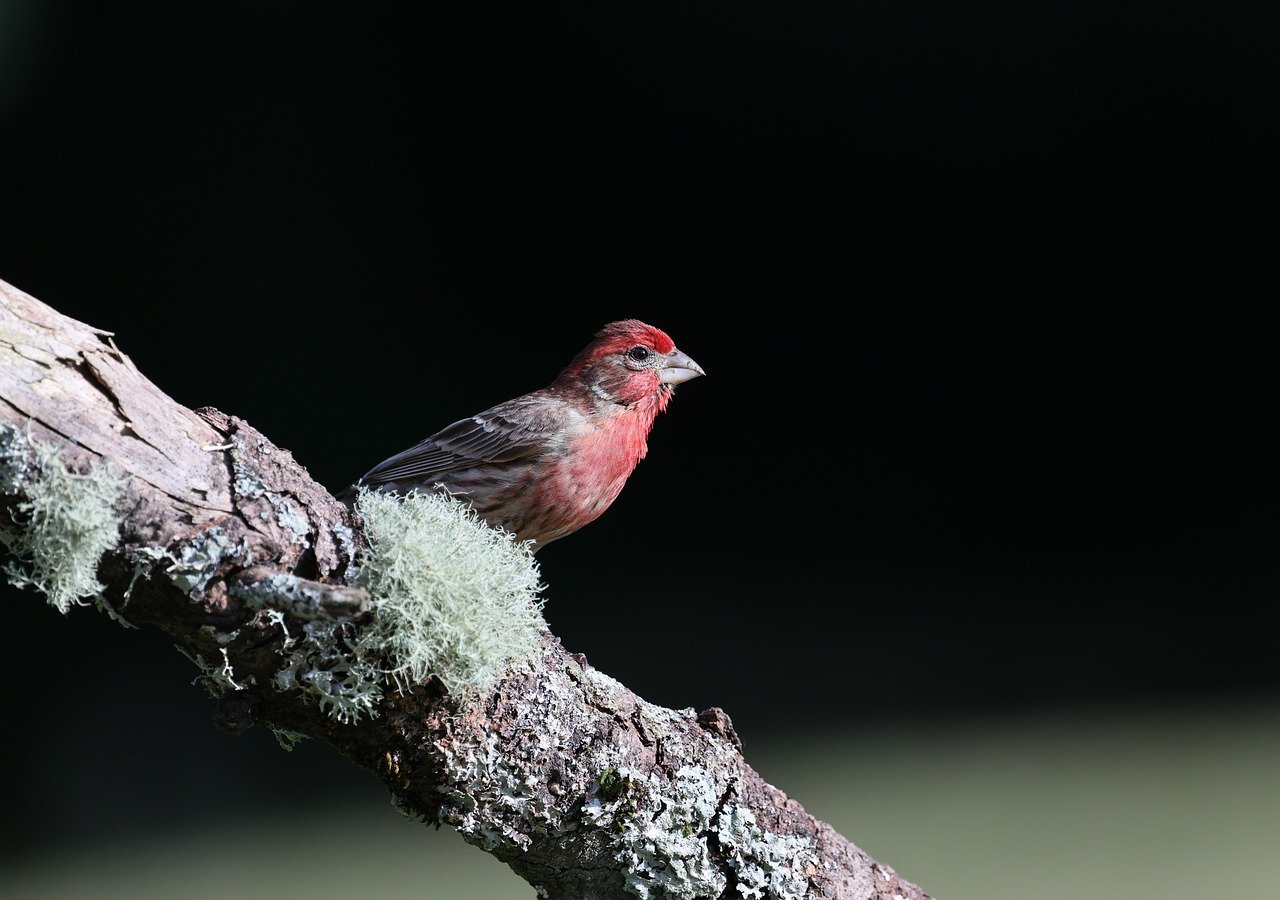 fink, natur, vogel, sitzend, tierwelt