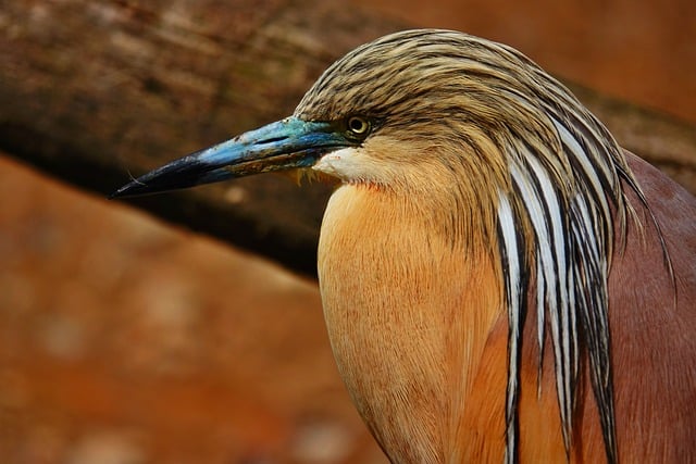 Portreler