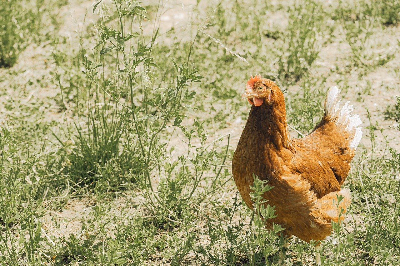 pui, păsări de curte, natură, curtea fermei, animale, păsări, penaj, bovine, agricultură, în aer liber, luncă, coș de pui, intern, fermă de păsări
