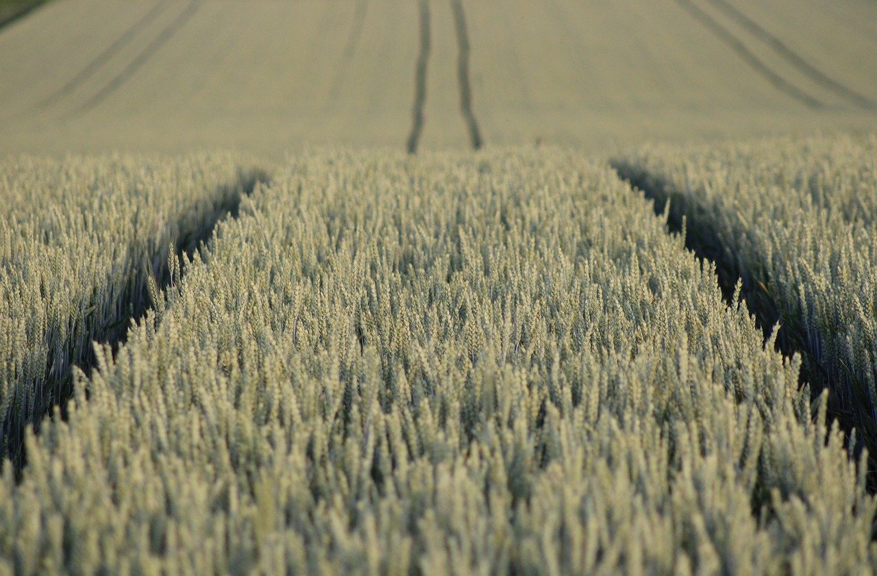 field, wallpaper hd, windows wallpaper, laptop wallpaper, beautiful wallpaper, mac wallpaper, hd wallpaper, free background, agriculture, wallpaper 4k, grain, monoculture, 4k wallpaper 1920x1080, 4k wallpaper, nature, landscape, full hd wallpaper, free wallpaper, desktop backgrounds, cool backgrounds, grain field, background