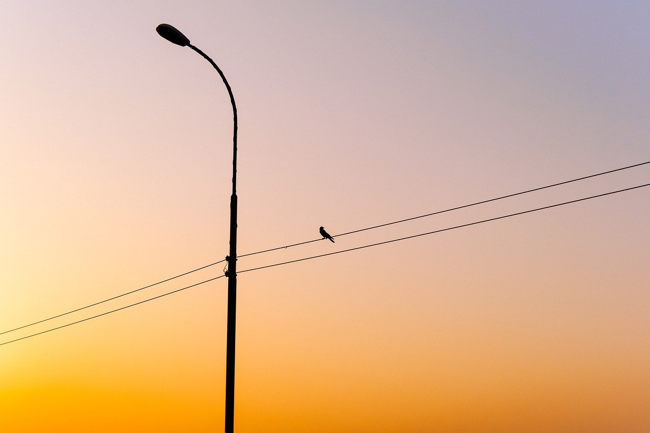 indietro illuminata, uccello, alba, crepuscolo, lampione, natura, all'aperto, silhouette, street light, sole, tramonto, giallo