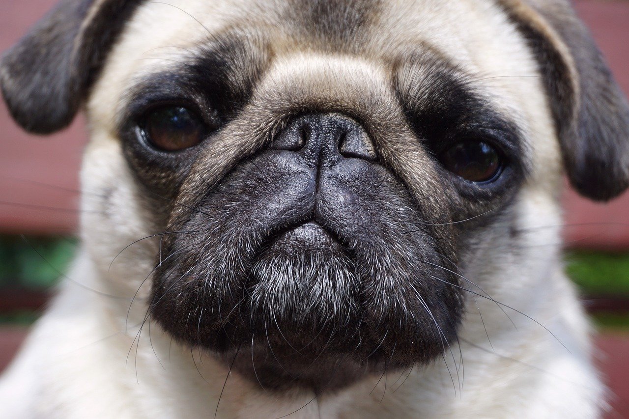 pug, dog, animal, puppy, psi, funny, portrait, mammal, cute, nature, snout, sociable, small, pet, domestic dog, sand, pure-breed dog, home pet, thumbnail, outside, look, eyes, chin