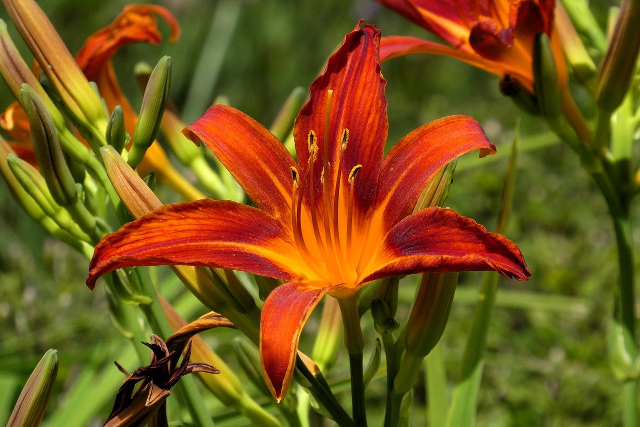 daylily, lily, nature, flora, blossom, petals, vegetable, detail, garden, stamen, flowers, botany, pestle, ornamental plant