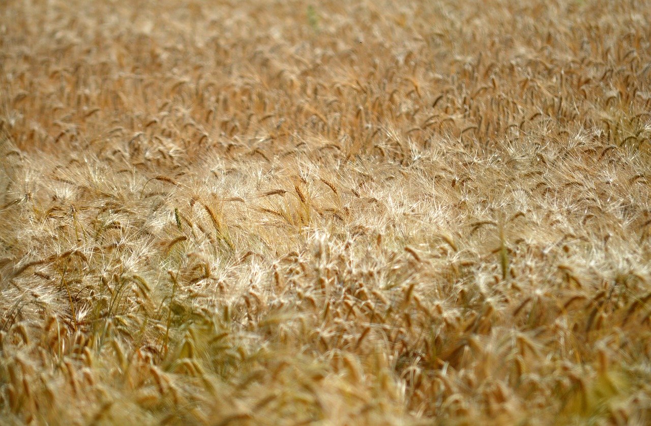 barley ears, barley grain, grain, nature, barley field, barley, cereal type, cornfield, field, agriculture, feed, food, crops, plants, hd background, nature wallpaper, spikelets, barley ear, corn stalks, nature background, awns, spike