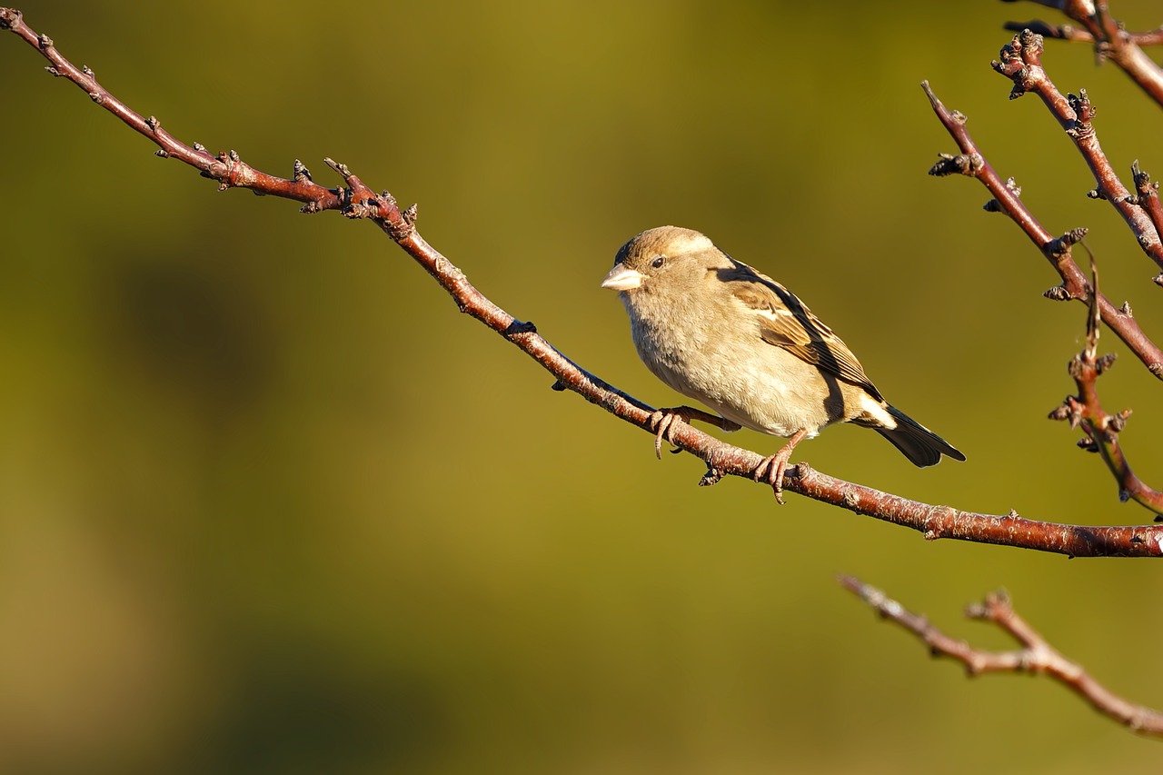 house sparrow, sparrow, animal, bird, nature, wildlife, avian, perched, branch