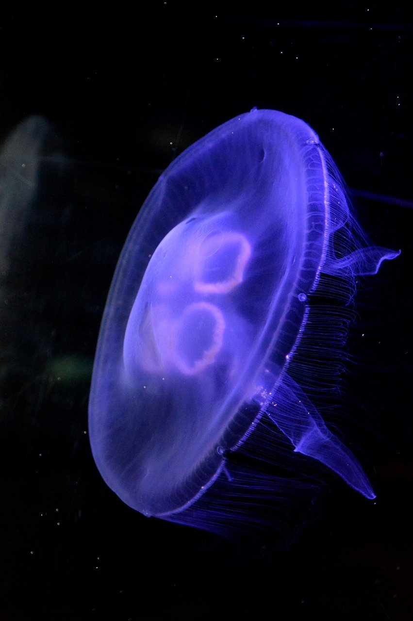 meduze, meduză, cnidarian, corp în formă de umbrelă, tentaculele, medusa, animal, animal de mare, natură, meduze albastre, sub apă, mare, urticarie, lumea subacvatica, viața de mare, viața în ocean, animale acvatice, viata salbatica, faună, ocean