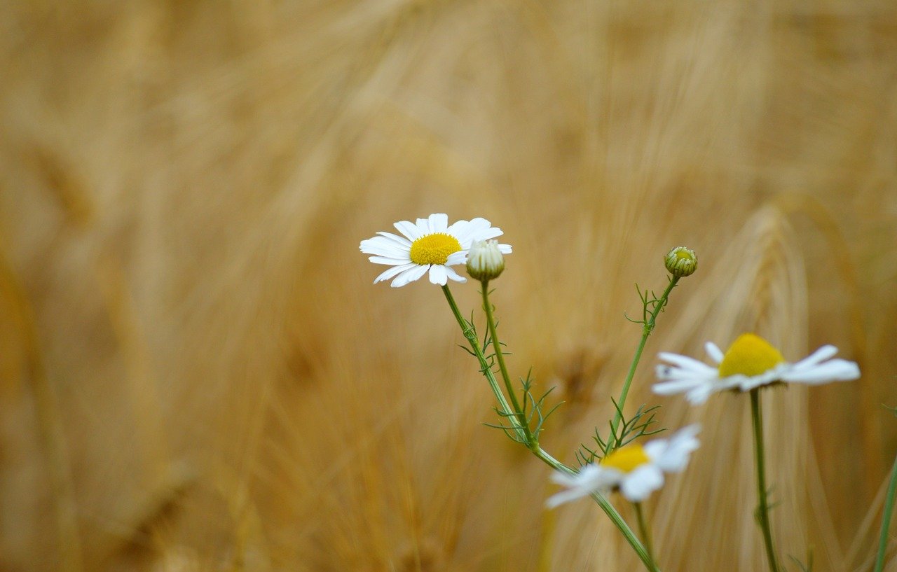 chamomile, chamomile flowers, medicinal plant, composites, barley ears, barley grain, grain, nature, barley field, barley, cereal type, cornfield, field, agriculture, feed, food, crops, plants, hd background, nature wallpaper, spikelets, corn stalks, nature background