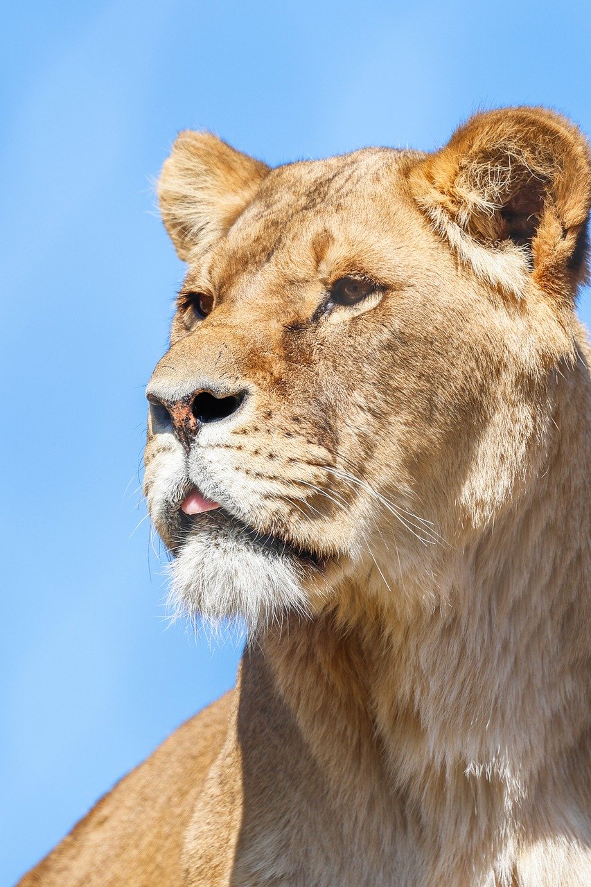 lion, natur, tier, predator