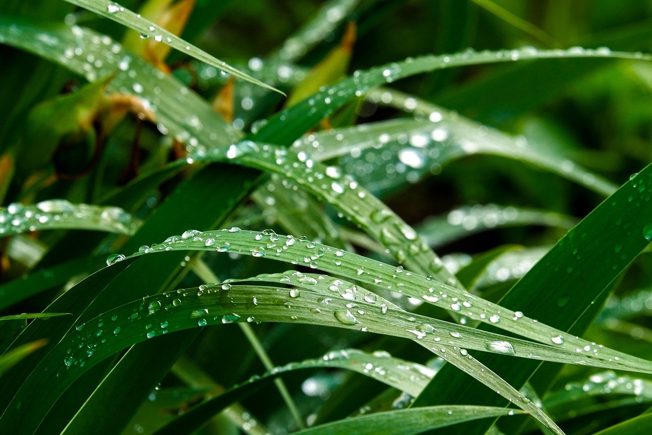 grass, dew, nature, morning, drops, rain, macro, flora, green, sunrise, blade of grass, wet