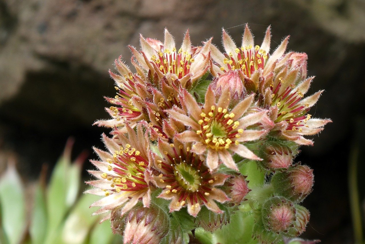 house look, nature, plant, sempervivum, succulent plant, rosette, leaves, petals, bloom, detail