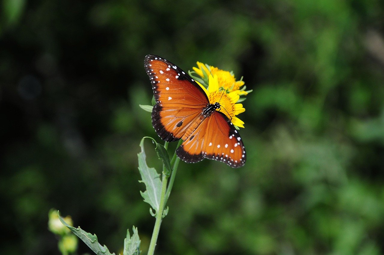 butterfly, nature, insect, flower, pollinate
