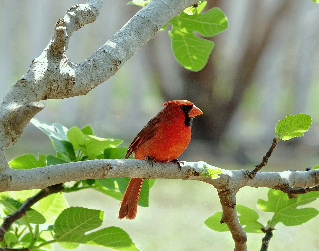 cardinal, nature, bird, wildlife, avian, plumage