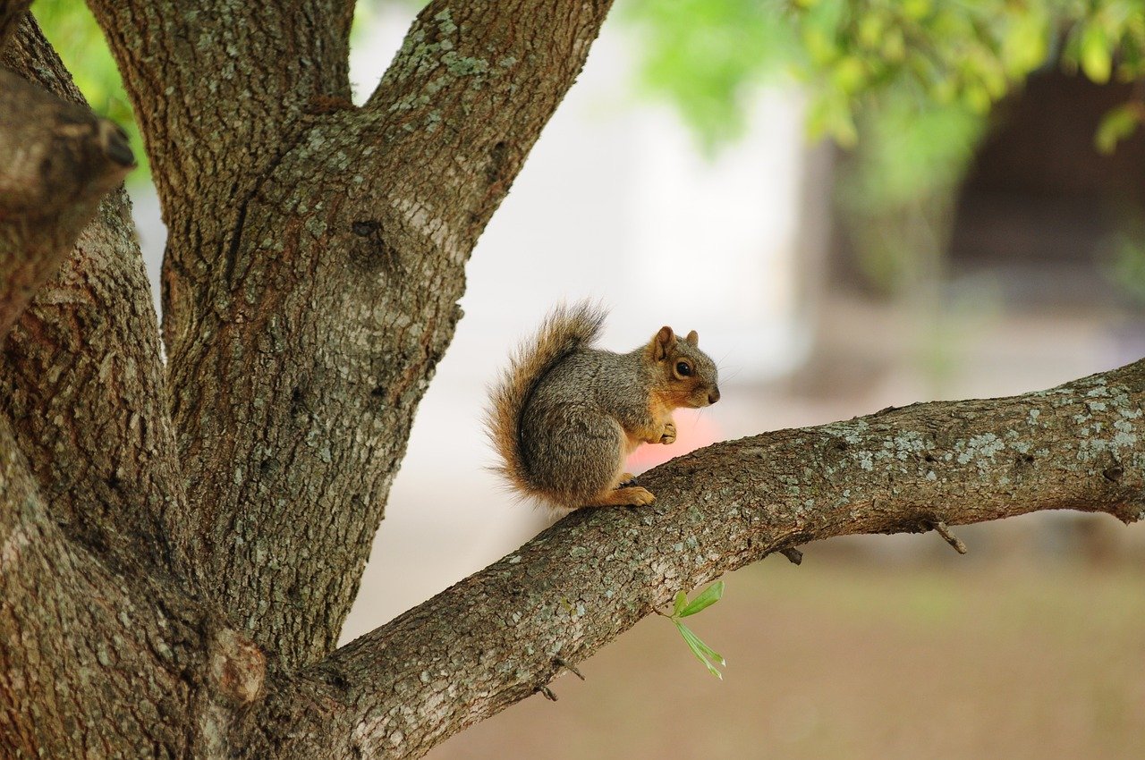 squirrel, nature, animal, rodent, mammal, cute