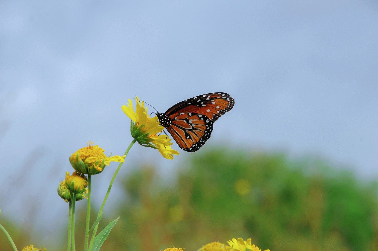 butterfly, nature, insect, flower, pollination, summer