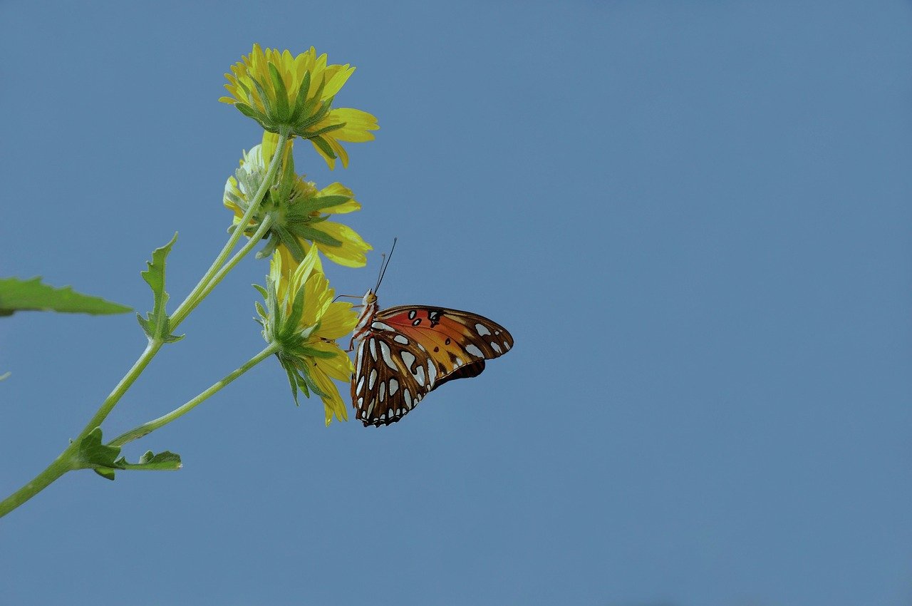 butterfly, nature, insect, flower, pollination, wildlife