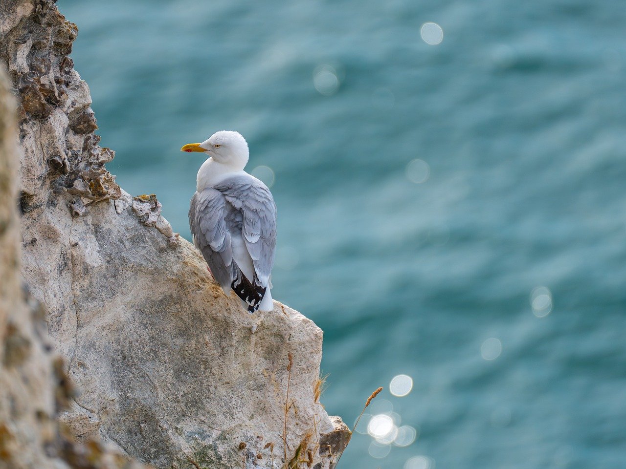 gull, sea bird, bird, coast, sea, rock, water, rocky, ocean, nature, scenic, evening light
