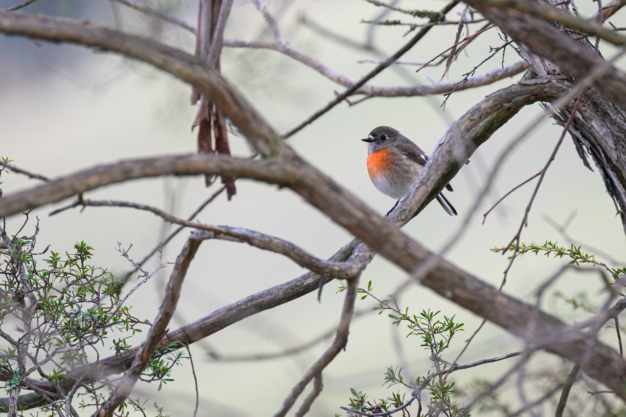 scarlet robin, bird, animal, wildlife, petroica boodang, robin, avian, ornithology, birdwatching, nature, female bird, wild, perched, plumage, australian, australia