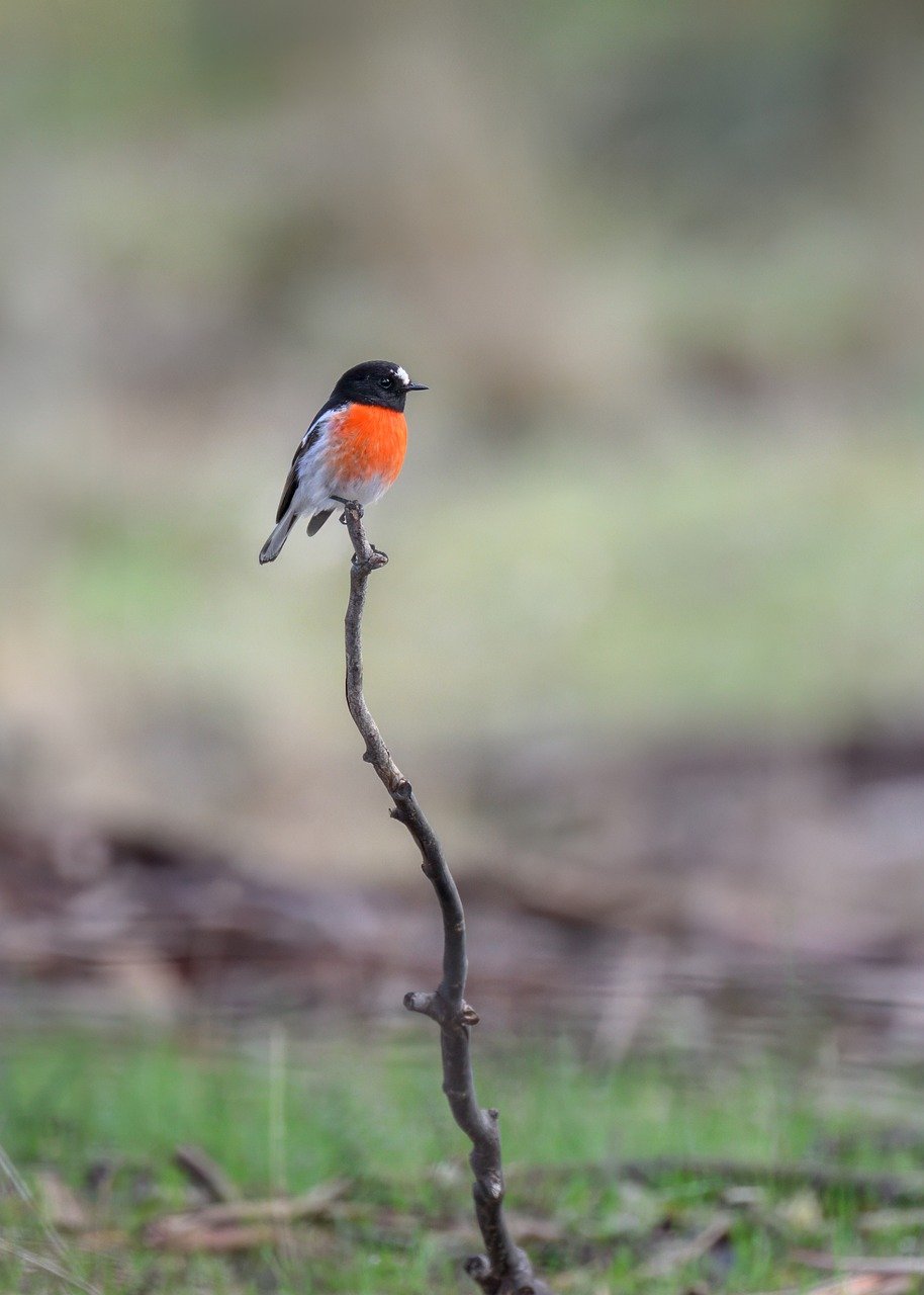 scarlet robin, robin, bird, animal, wildlife, avian, petroica boodang, plumage, branch, perched, ornithology, birdwatching, male bird, nature, australia