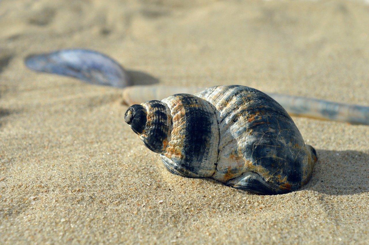 shellfish, mollusc, casing, snail shell, spiral, shell spiral, crustaceans, sleeve, beach, nature, maritime, summer, was standing, vacation, to travel, texture, aquatic animals, coast, shell, hd background, sea animals, nature background