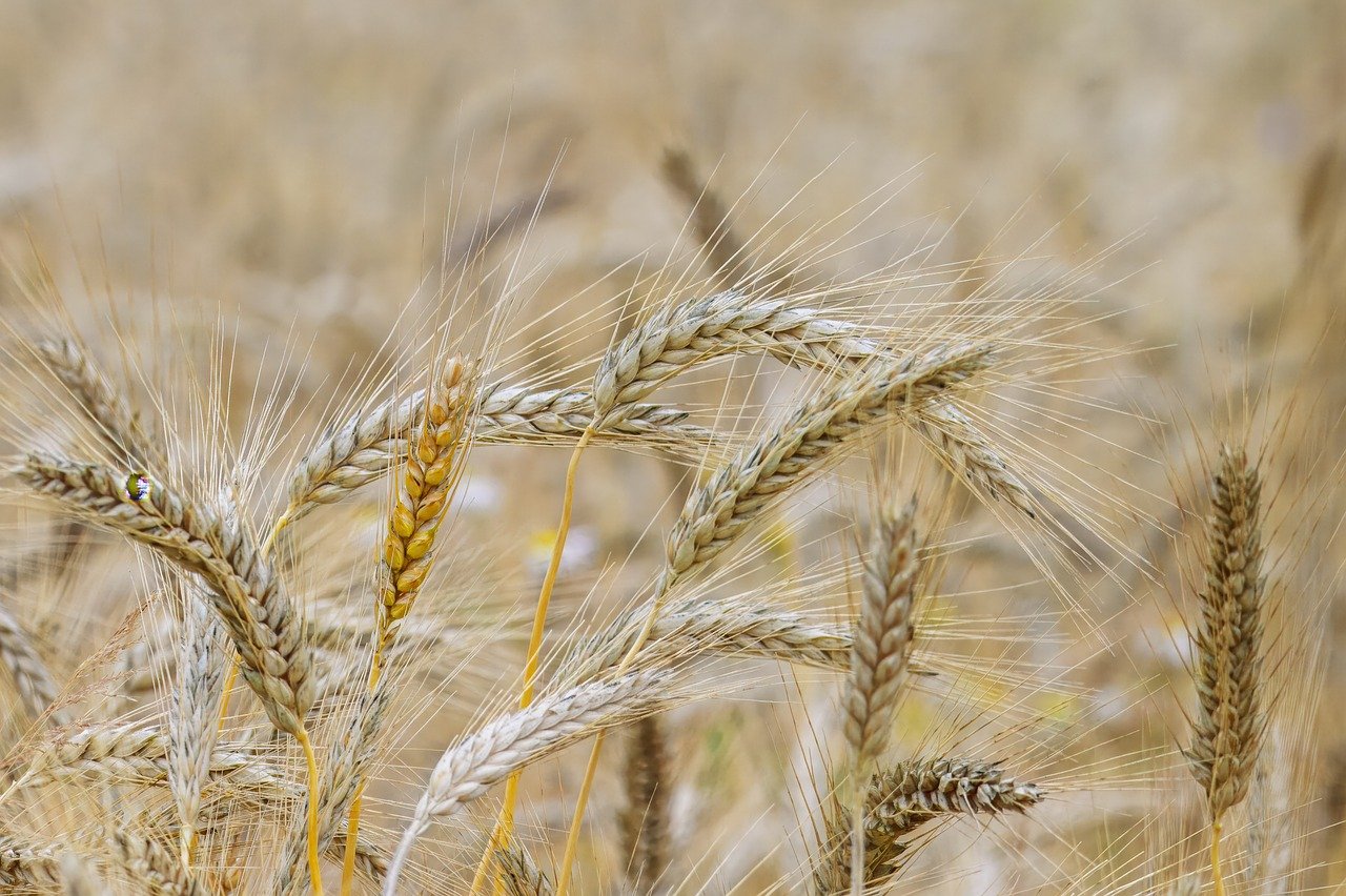 wheat, grain, agriculture, harvest, cultivation, field, nature, grain field, food