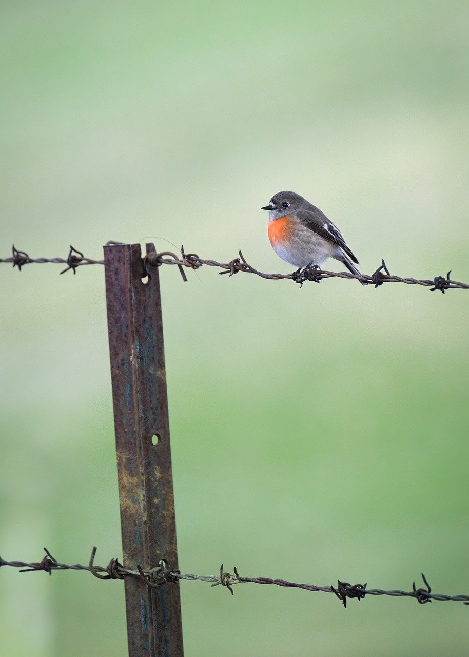 scarlet robin, bird, animal, wildlife, petroica boodang, robin, avian, ornithology, birdwatching, nature, female bird, wild, perched, plumage, australia, fence, barbed wire, barbed wire fence
