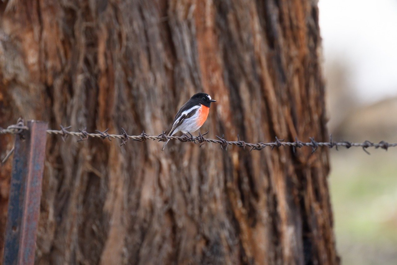 scarlet robin, robin, bird, animal, wildlife, avian, petroica boodang, plumage, branch, perched, ornithology, birdwatching, male bird, nature, australian, australia, fence, barbed wire, barbed wire fence
