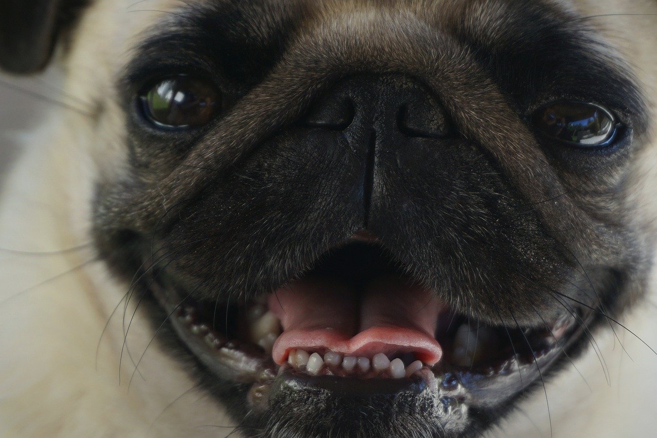 pug, dog, animal, mammal, cute, nature, snout, sociable, small, pet, domestic dog, sand, pure-breed dog, home pet, thumbnail, outside, look, eyes, portrait