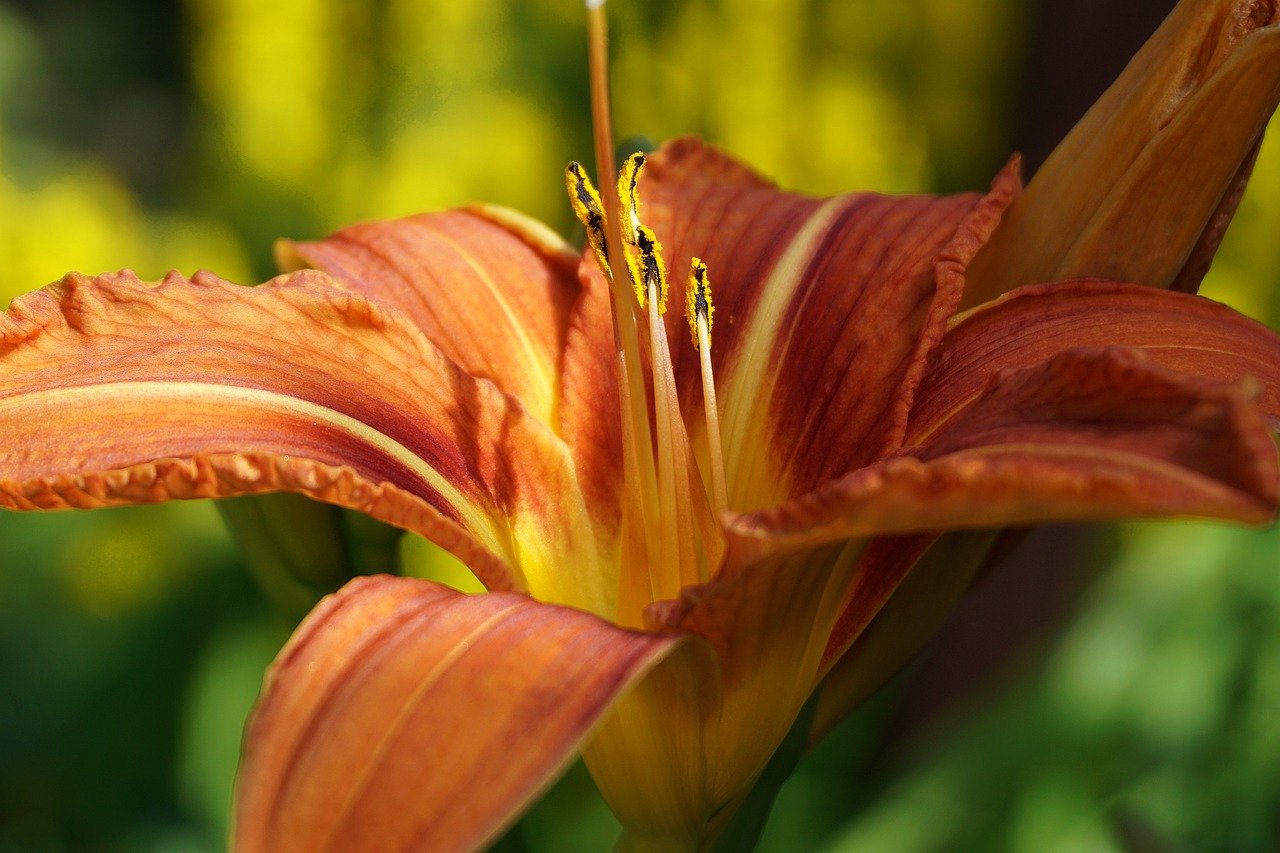 flower, lily, botany, bloom, cereal, growth, macro, nature, stamen, flora, plants, close up, garden, lilies, flower background, orange lilies, plant wallpaper, beautiful flowers, orange flowers, summer garden, decorative flowers, inflorescence, nature wallpaper, flower wallpaper, lilium
