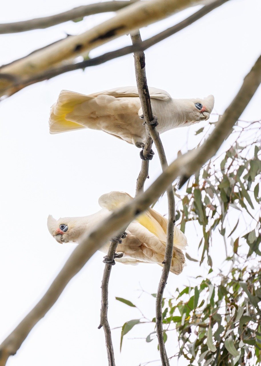 little corella, corella, short-billed corella, bird, perched, animal, feathers, plumage, beak, bill, bird watching, ornithology, animal world, nature, cacatua sanguinea, little cockatoo, bare-eyed cockatoo, white cockatoo, avian, wildlife, wild, branch, australian, australia
