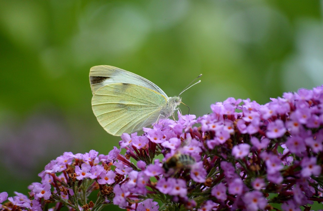 butterfly, little cabbage white butterfly, hd wallpaper, white, insect, entomology, butterfly lilac, buddleia, common buddleia, butterfly bush, lilac spear, garden, nature, blossom, bloom, animal, nectar, edelfalter, foraging, floral background, flower wallpaper, nature wallpaper, butterflies