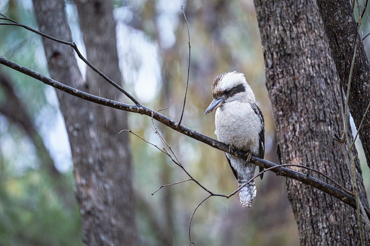 laughing kookaburra, kookaburra, bird, dacelo novaeguineae, animal, feathers, plumage, nature, wildlife, wild, avian, bill, beak, perched, birdwatching, ornithology, tree, australian bush, forest, australia, australian