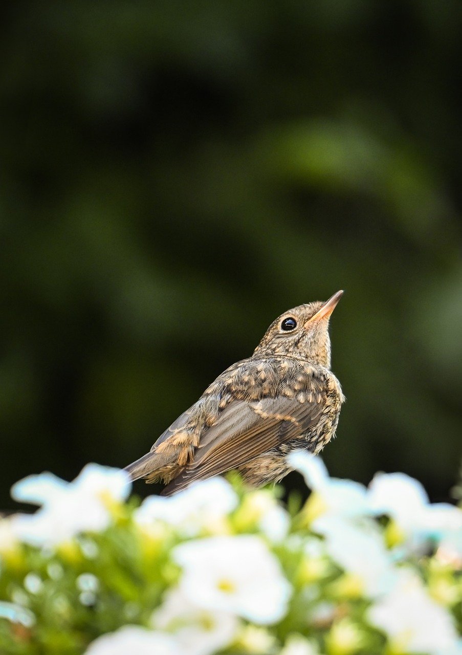 bird, little bird, nature, wildlife, ornithology, animal, bird watching