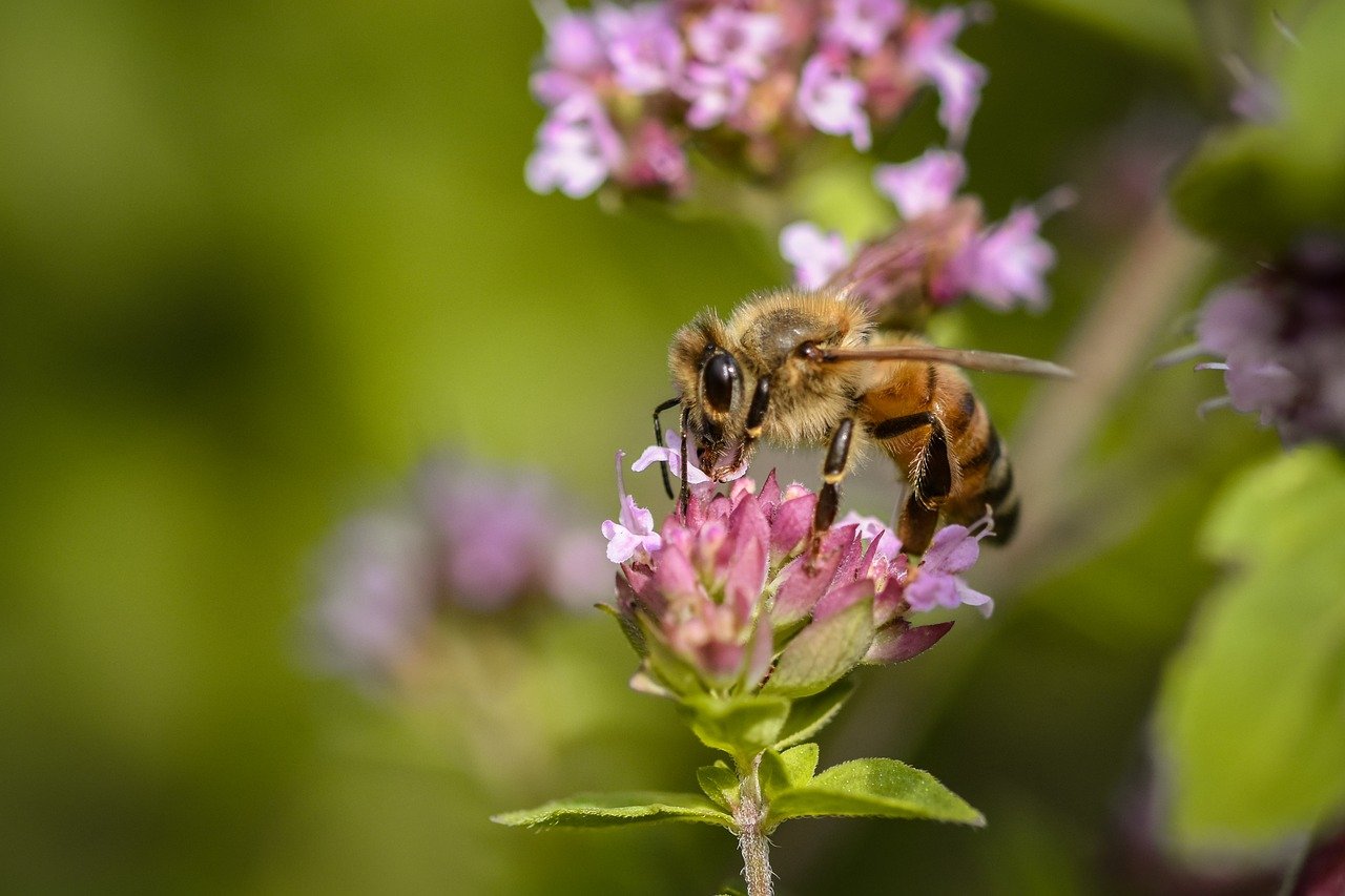 bee, insect, honey bee, nature, entomology, macro, pollen, pollination, flower background, flower, wildflower, close up, ecology, flower wallpaper, botany, blossom, bloom, wild animals, beautiful flowers, garden, summer, biodiversity