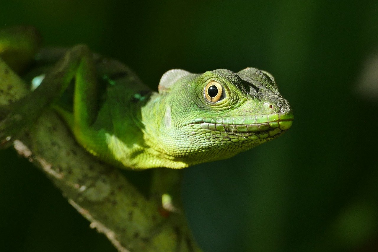 vasilisc, costa rica, tropice, viata salbatica, natură, pădure tropicală, animal