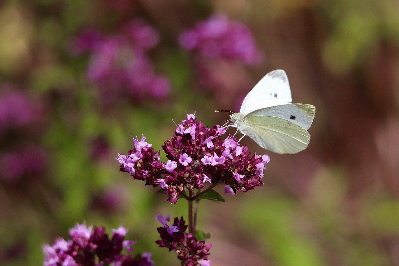 white, butterfly, butterflies, insect, pollinate, pollination, blossom, bloom, nectar, inflorescence, pink flowers